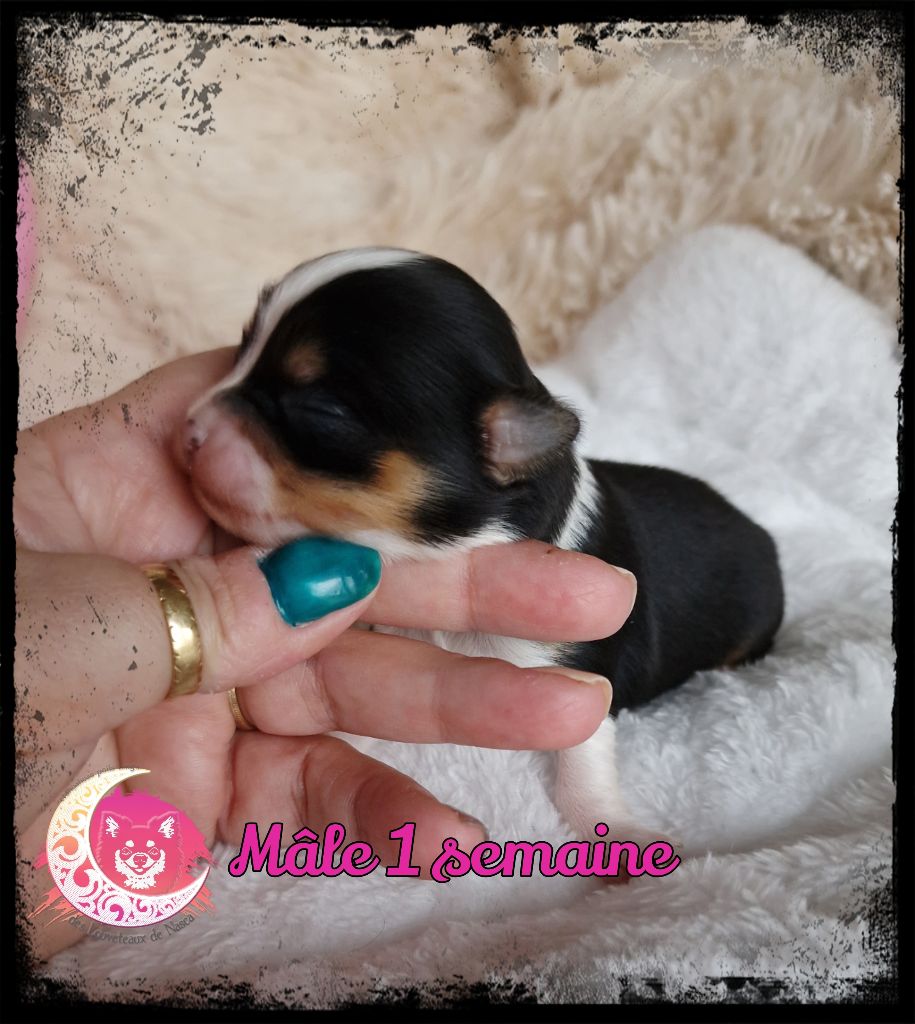 des Louveteaux De Nasca - Chiot disponible  - Chihuahua