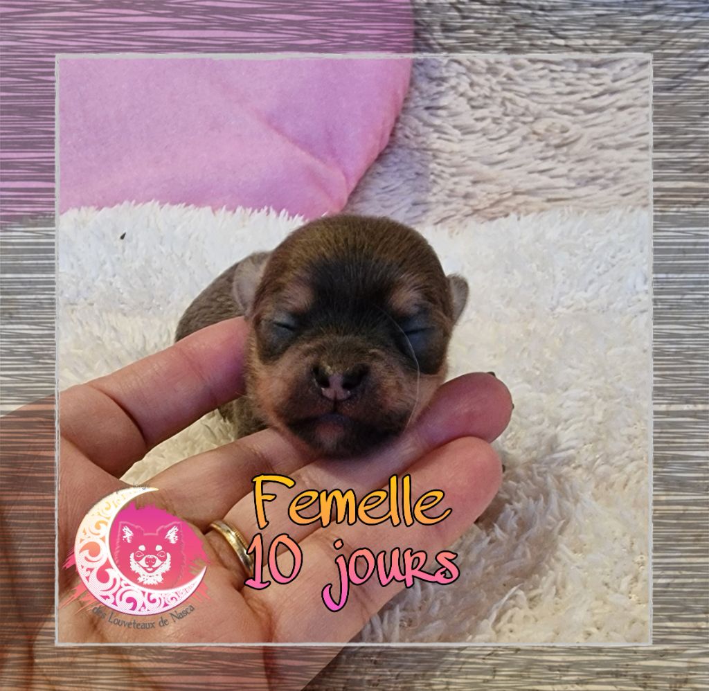 des Louveteaux De Nasca - Chiot disponible  - Chihuahua