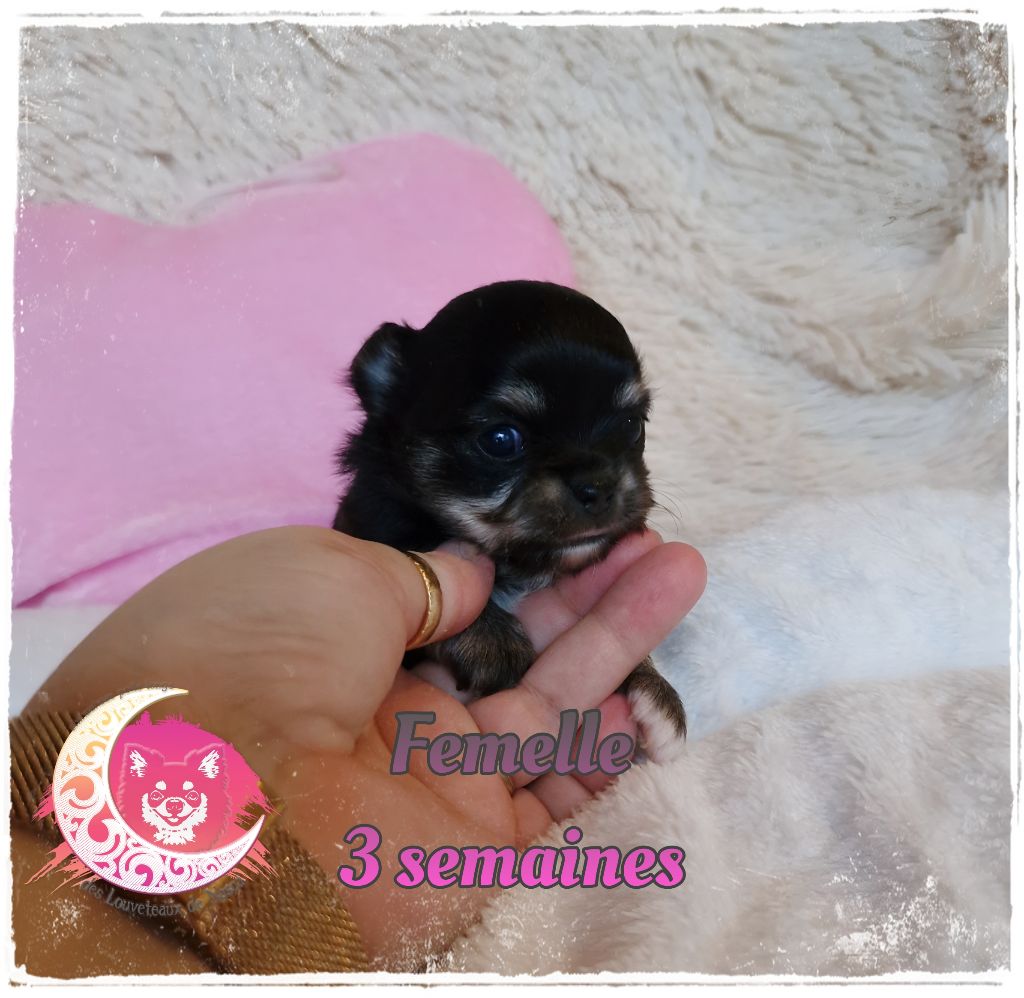 des Louveteaux De Nasca - Chiot disponible  - Chihuahua