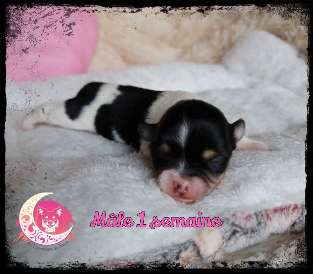 des Louveteaux De Nasca - Chiot disponible  - Chihuahua