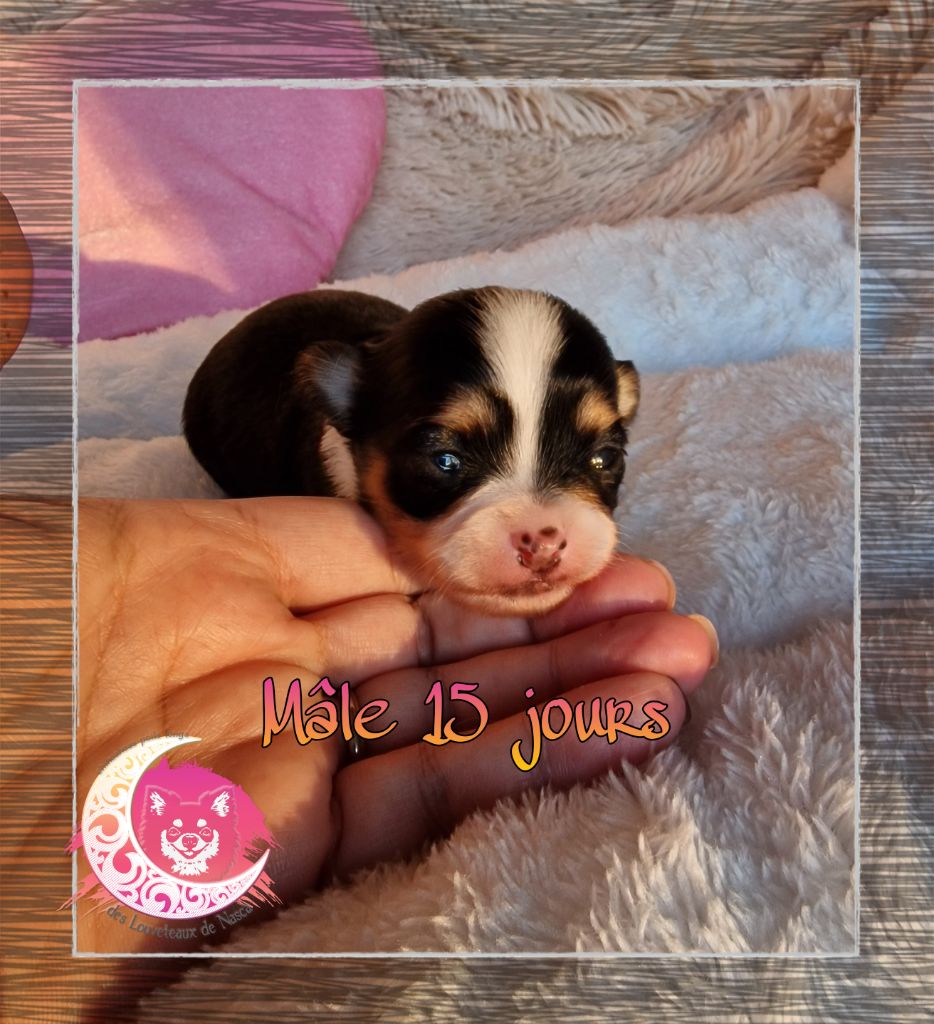 des Louveteaux De Nasca - Chiot disponible  - Chihuahua