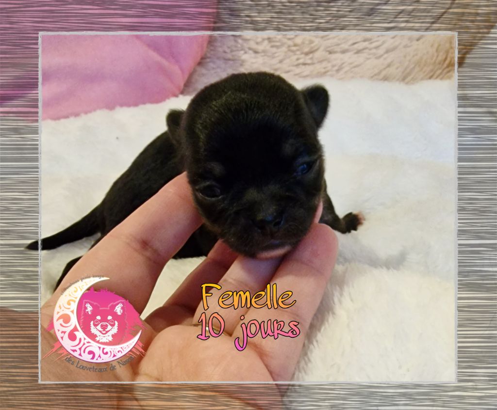 des Louveteaux De Nasca - Chiot disponible  - Chihuahua