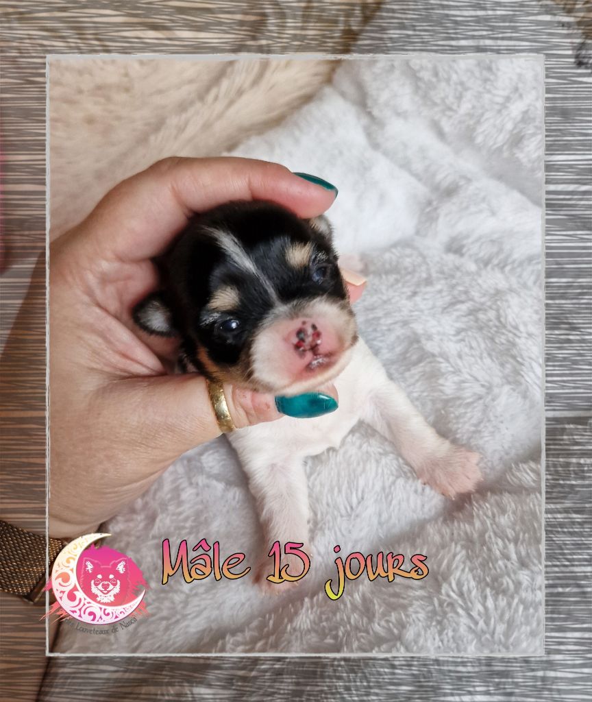 des Louveteaux De Nasca - Chiot disponible  - Chihuahua