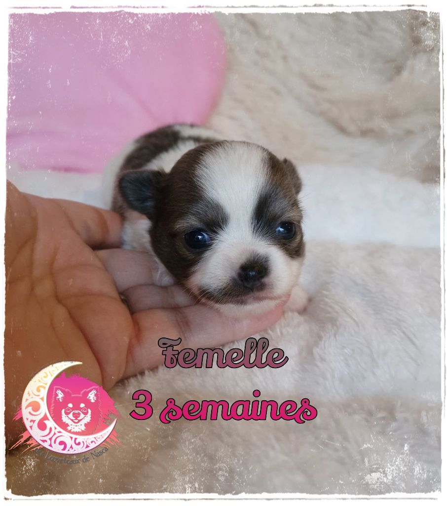 des Louveteaux De Nasca - Chiot disponible  - Chihuahua