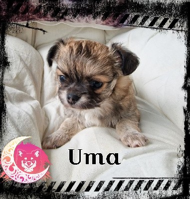 Uma