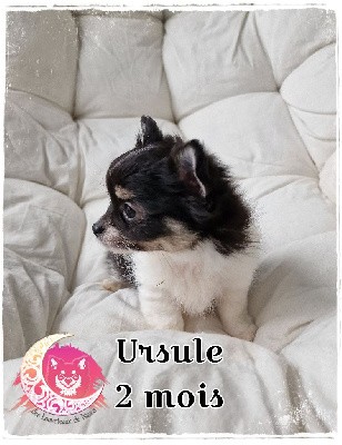 Ursule