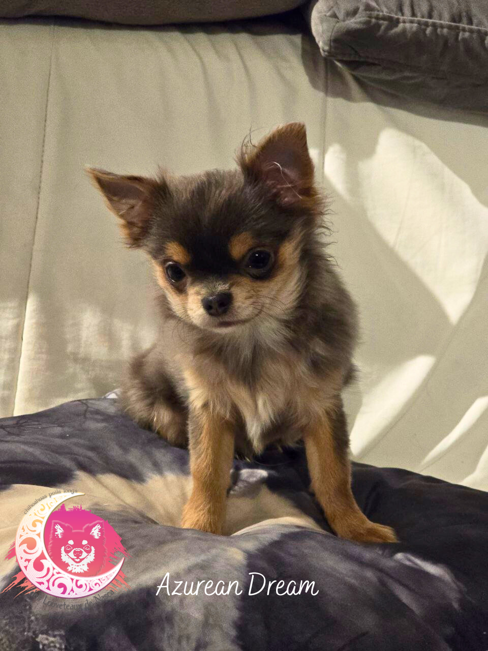 Azurean Dream des Louveteaux De Nasca