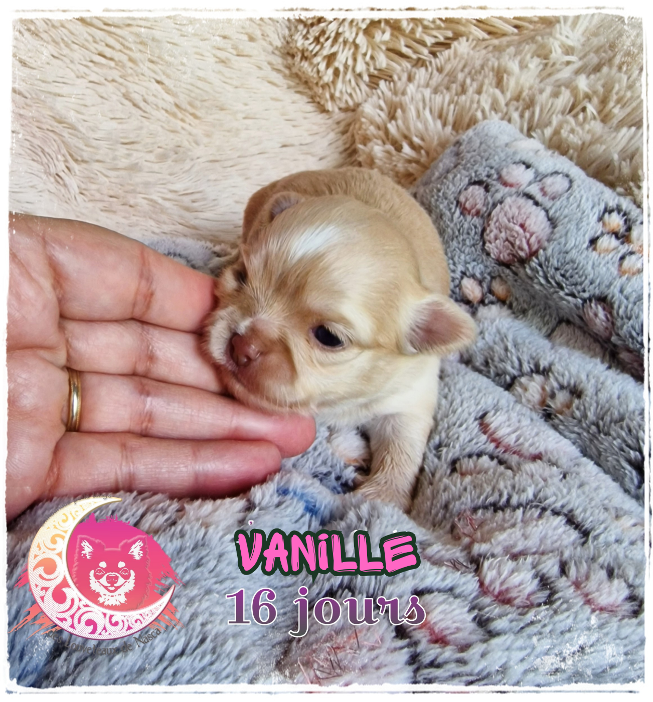 Episode 2 : La naissance d'un rêve.