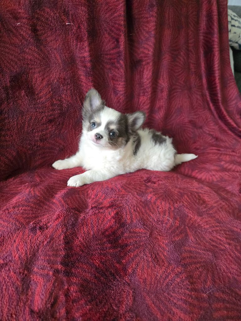 des Louveteaux De Nasca - Chiots disponibles - Chihuahua