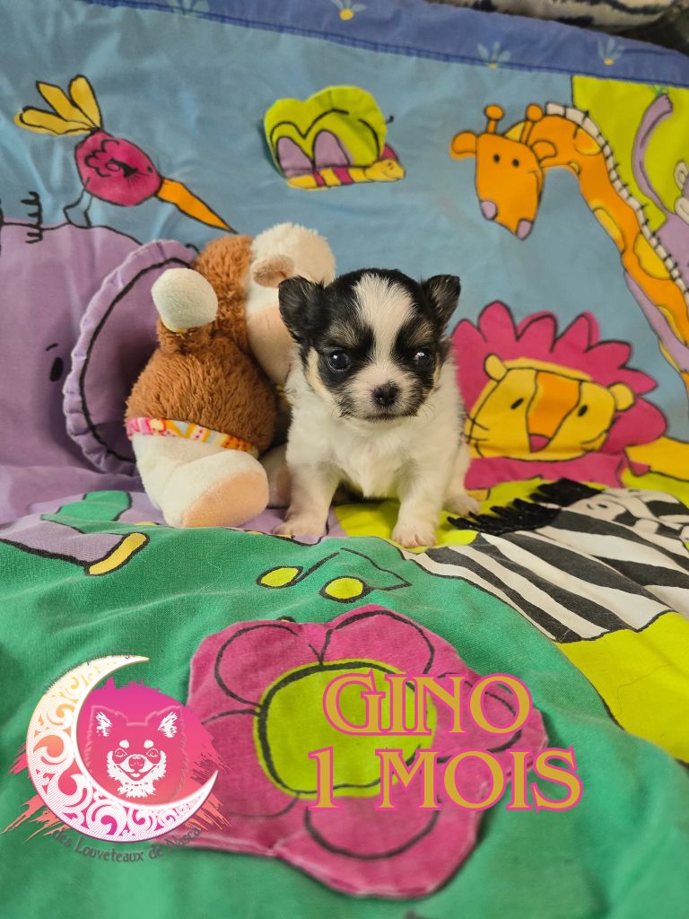 des Louveteaux De Nasca - Chiots disponibles - Chihuahua