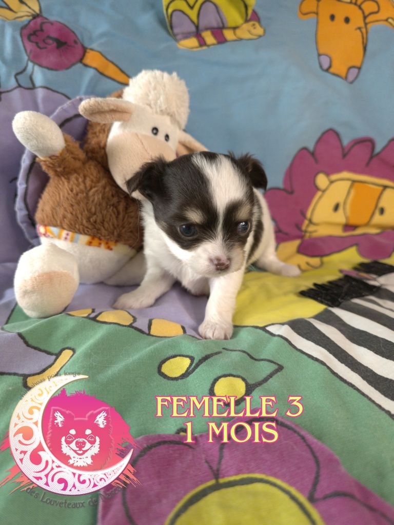 des Louveteaux De Nasca - Chiots disponibles - Chihuahua
