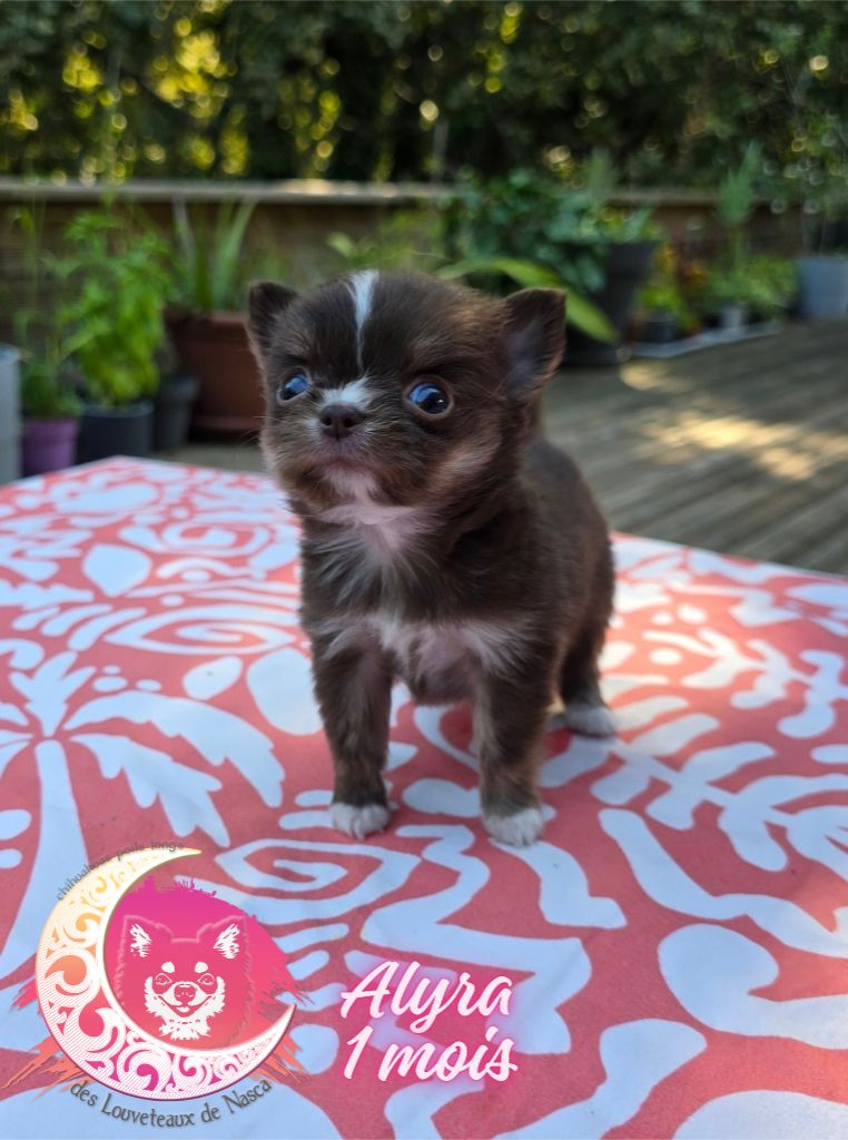des Louveteaux De Nasca - Chiots disponibles - Chihuahua