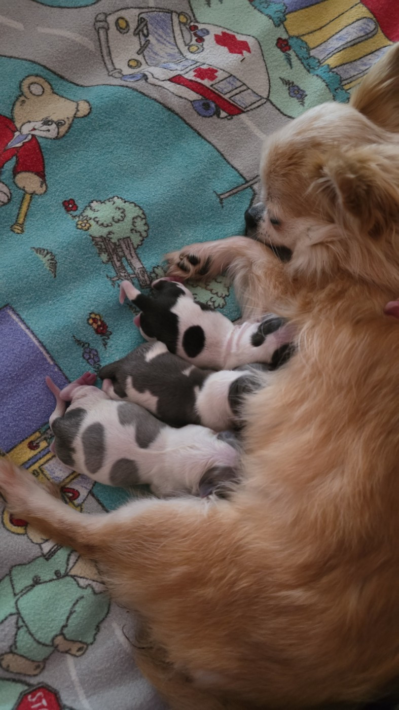 des Louveteaux De Nasca - Chihuahua - Portée née le 25/10/2025