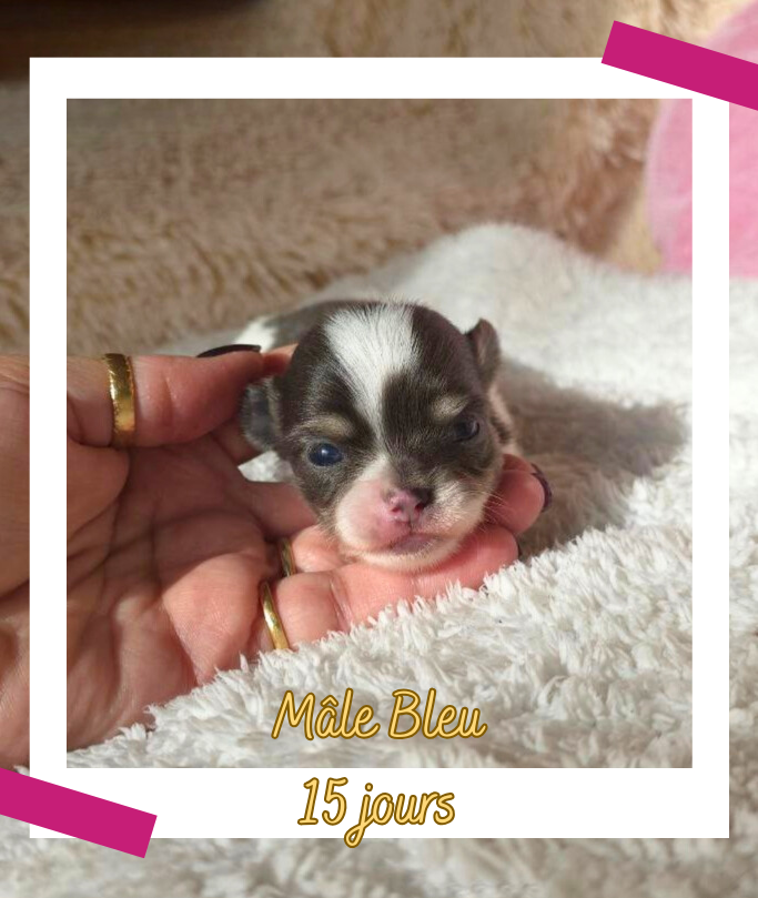 des Louveteaux De Nasca - Chiots disponibles - Chihuahua