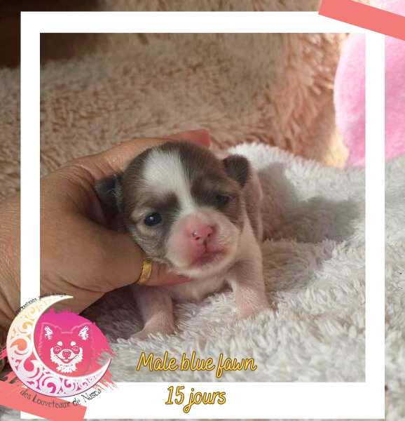des Louveteaux De Nasca - Chiots disponibles - Chihuahua