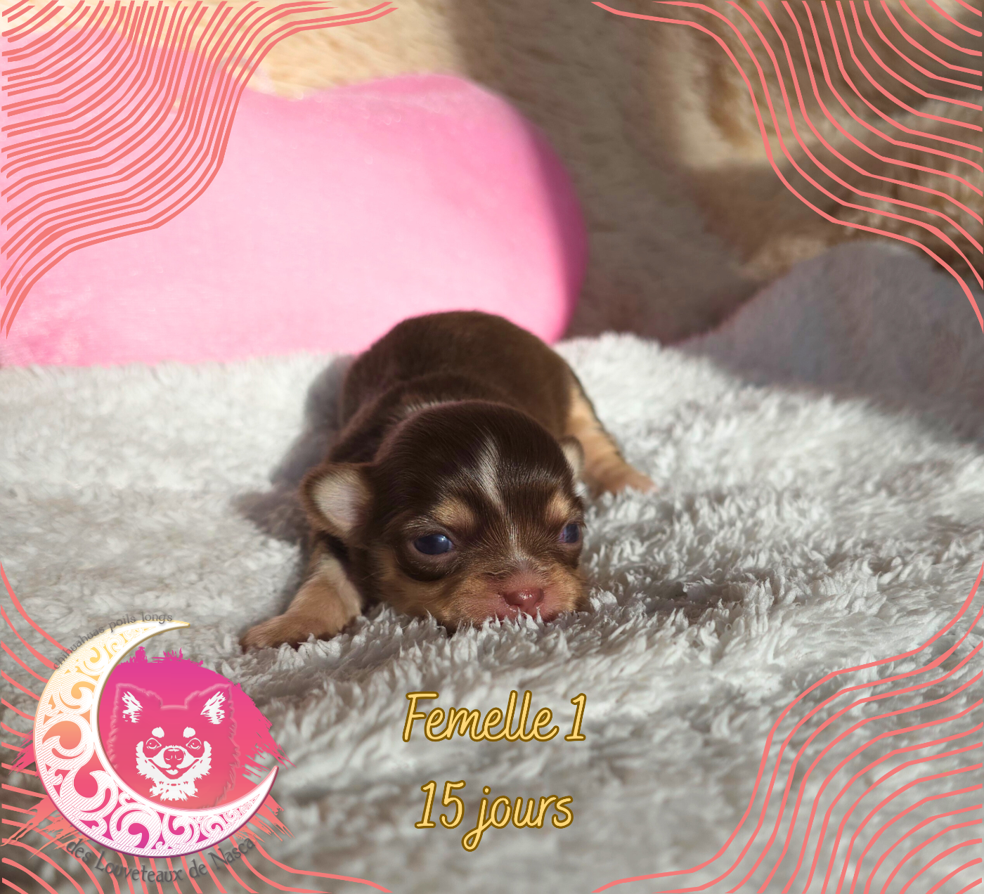 des Louveteaux De Nasca - Chiots disponibles - Chihuahua