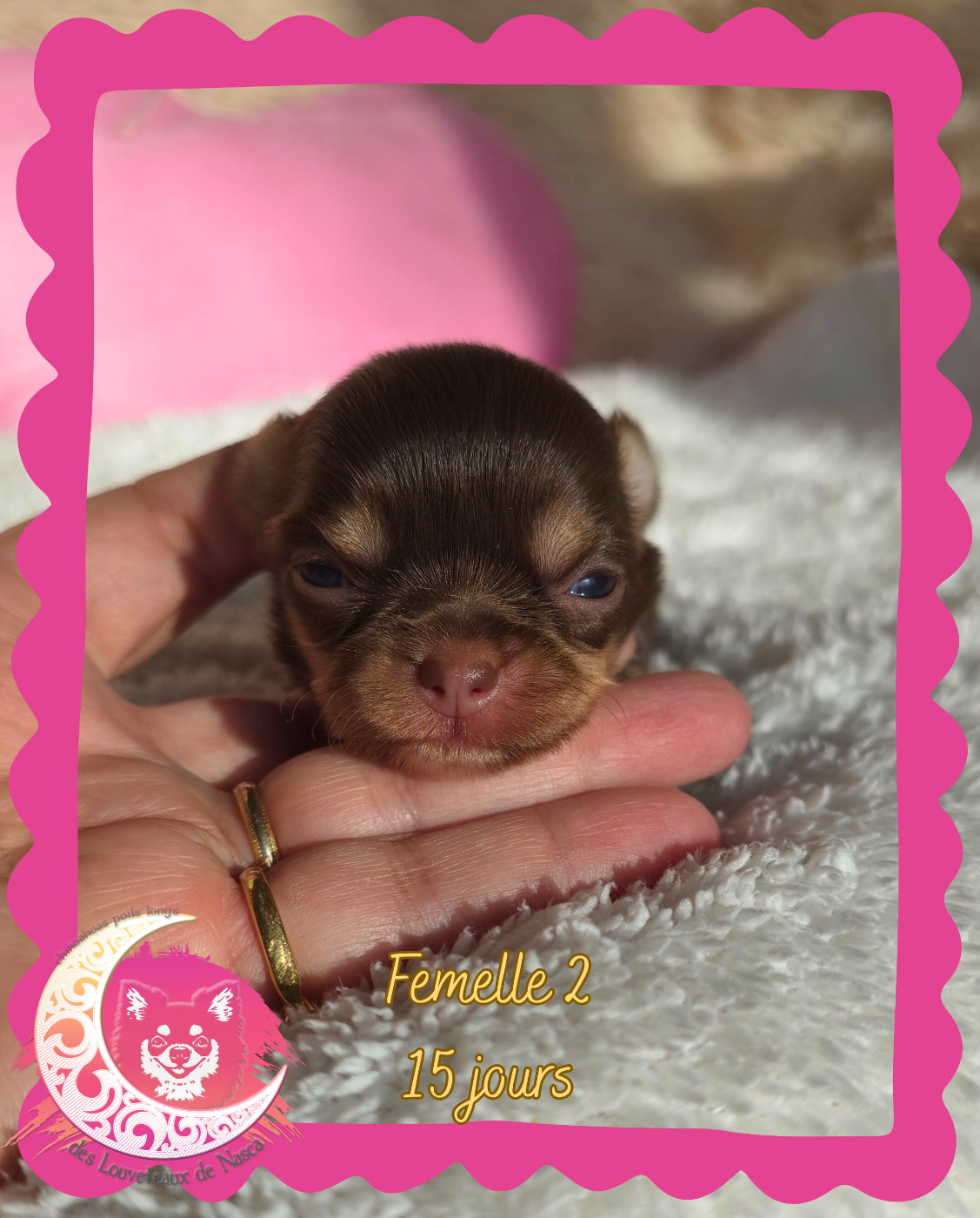 des Louveteaux De Nasca - Chiots disponibles - Chihuahua
