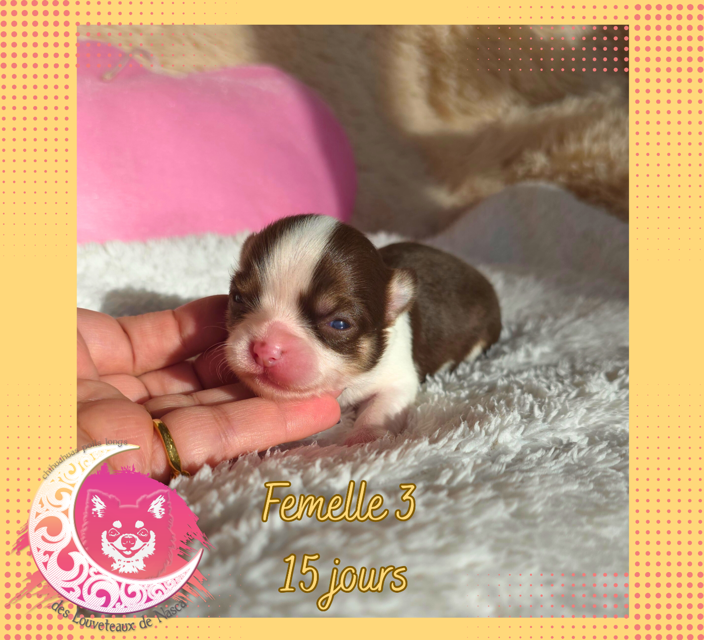 des Louveteaux De Nasca - Chiots disponibles - Chihuahua