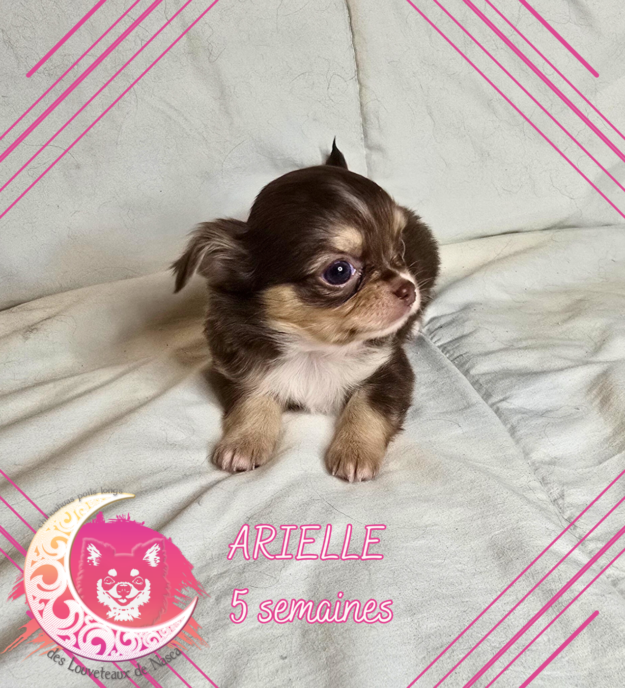 des Louveteaux De Nasca - Chiots disponibles - Chihuahua