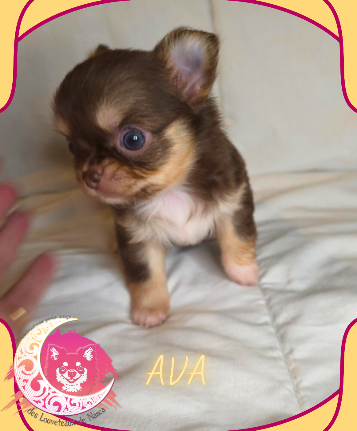 des Louveteaux De Nasca - Chiots disponibles - Chihuahua