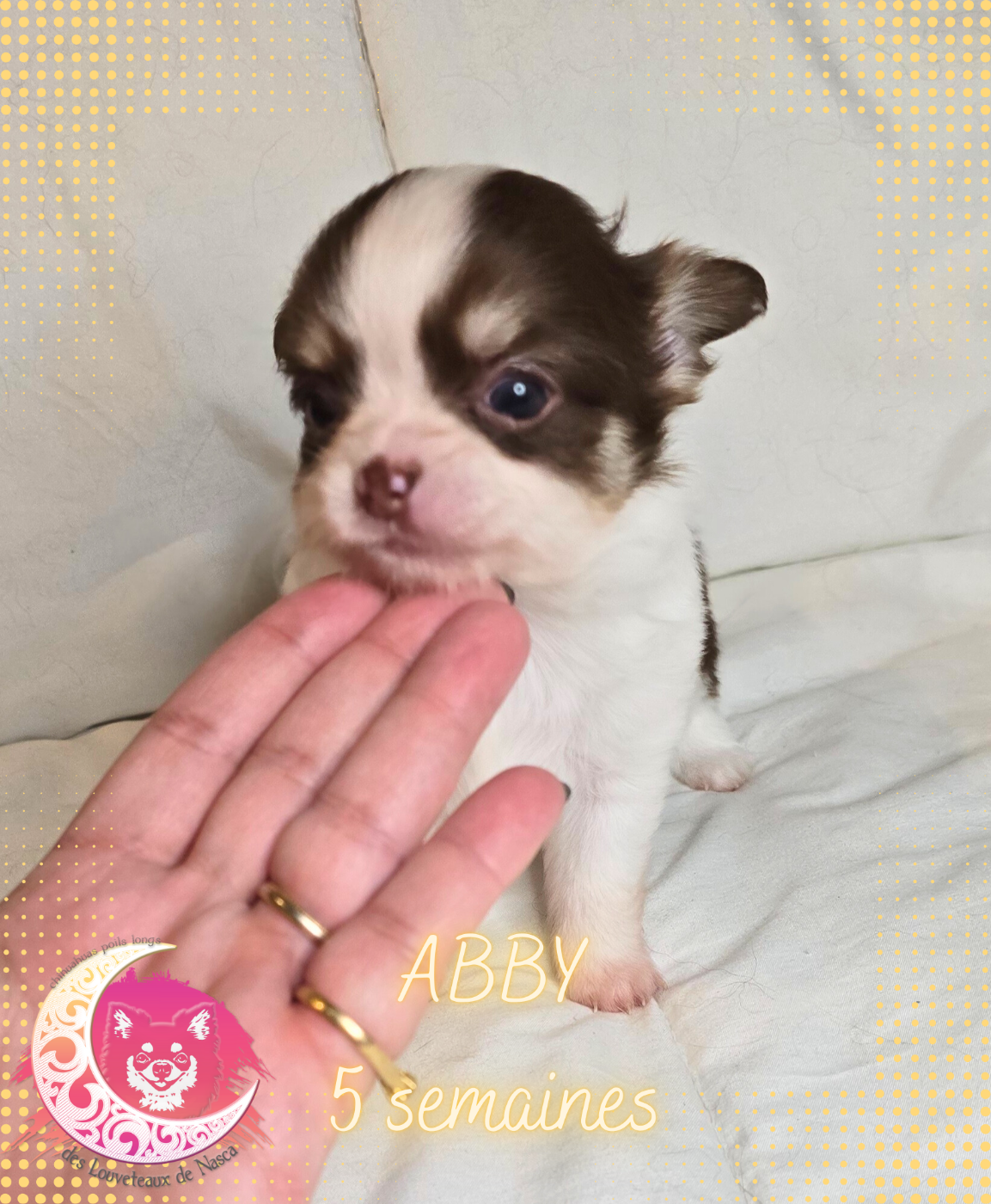 des Louveteaux De Nasca - Chiots disponibles - Chihuahua