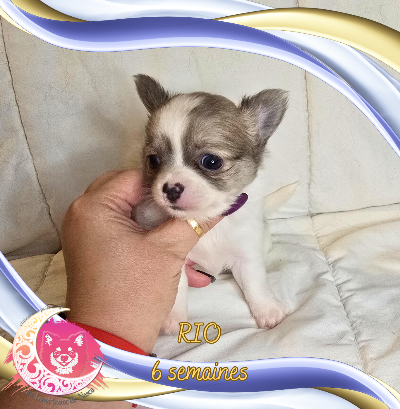 des Louveteaux De Nasca - Chiots disponibles - Chihuahua