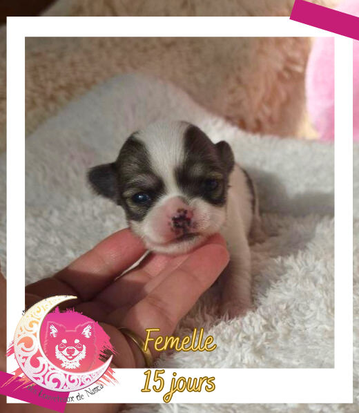 des Louveteaux De Nasca - Chiots disponibles - Chihuahua