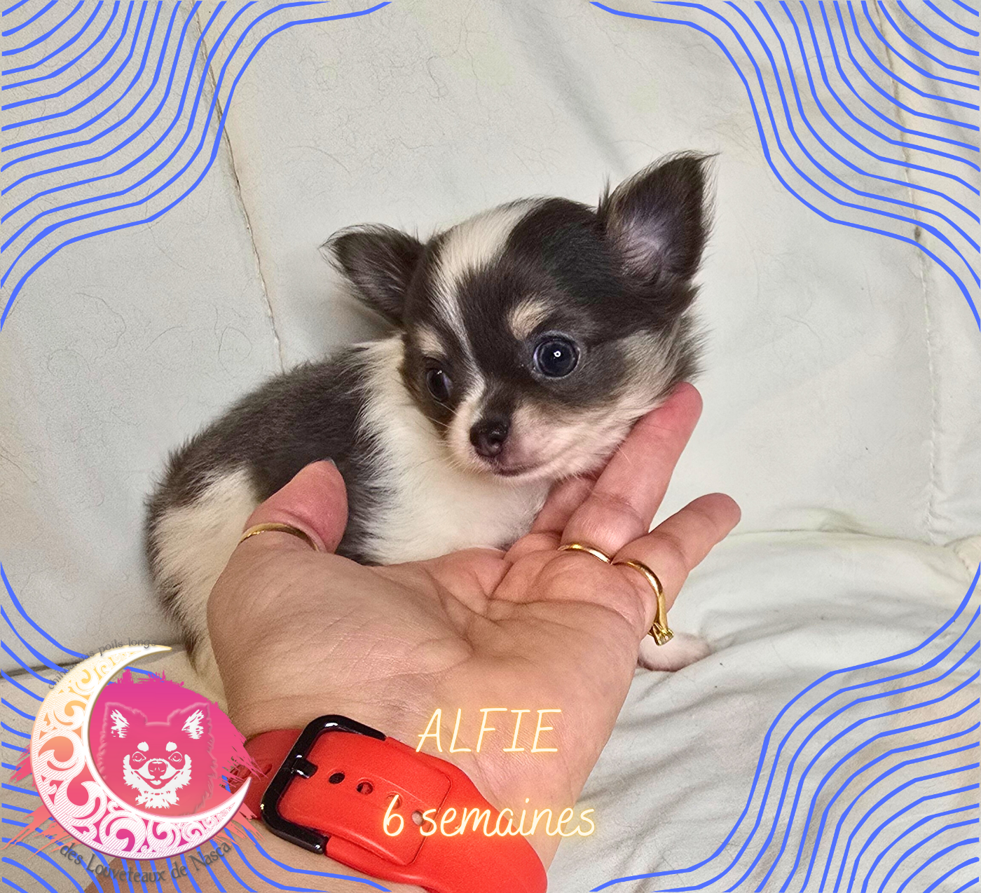 des Louveteaux De Nasca - Chiots disponibles - Chihuahua