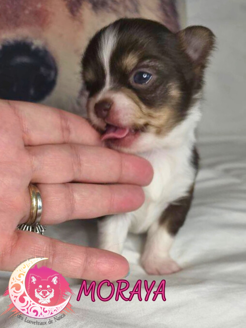 des Louveteaux De Nasca - Chiots disponibles - Chihuahua