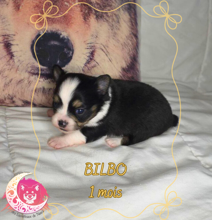 des Louveteaux De Nasca - Chiots disponibles - Chihuahua