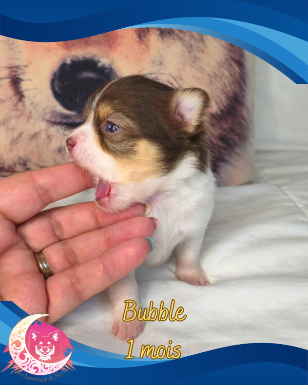 des Louveteaux De Nasca - Chiots disponibles - Chihuahua