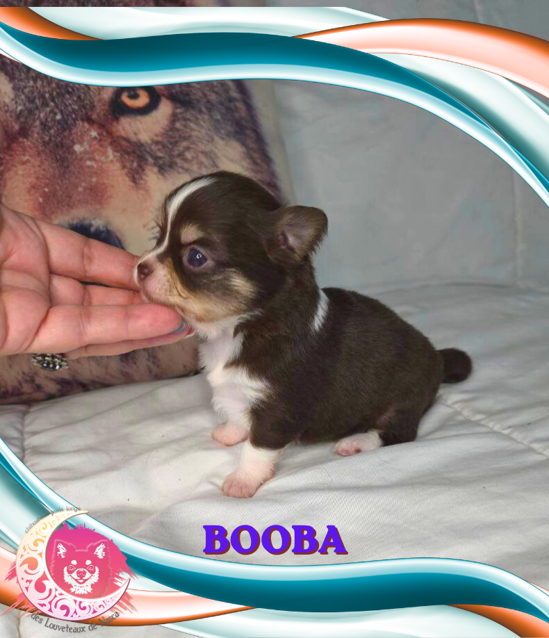 des Louveteaux De Nasca - Chiots disponibles - Chihuahua