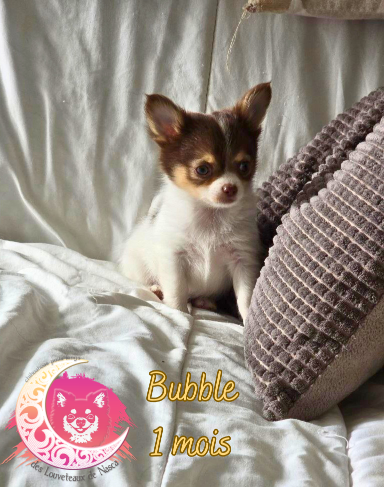 des Louveteaux De Nasca - Chiots disponibles - Chihuahua