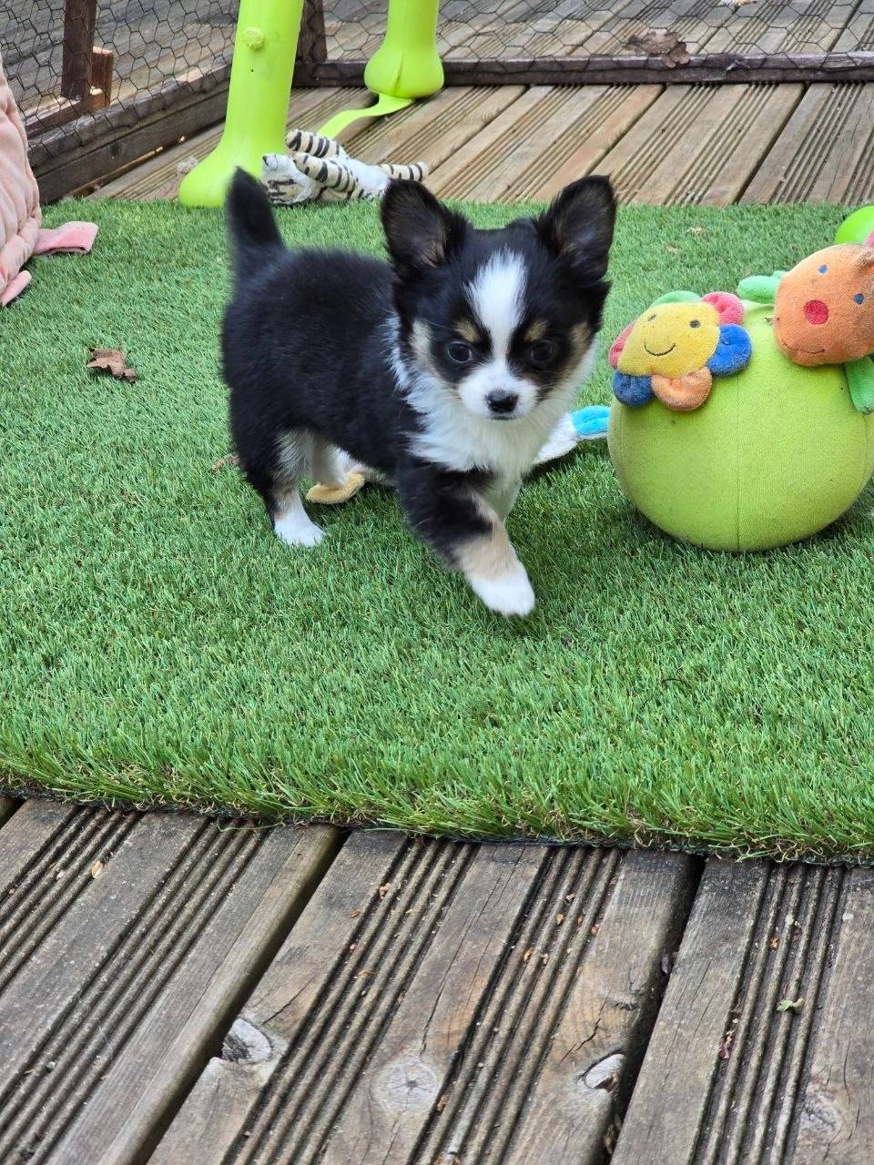 des Louveteaux De Nasca - Chiots disponibles - Chihuahua