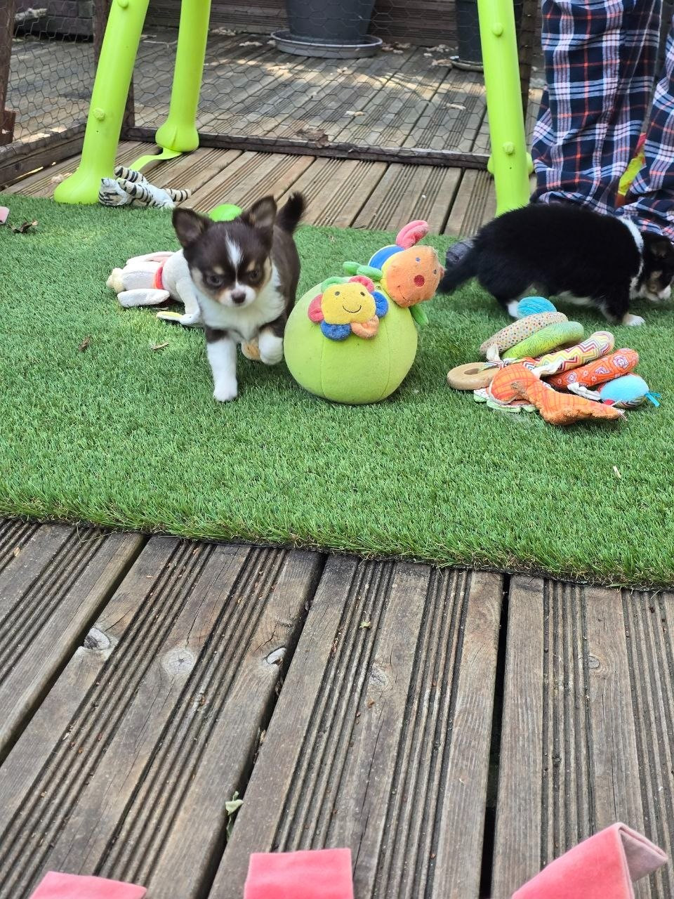 des Louveteaux De Nasca - Chiots disponibles - Chihuahua