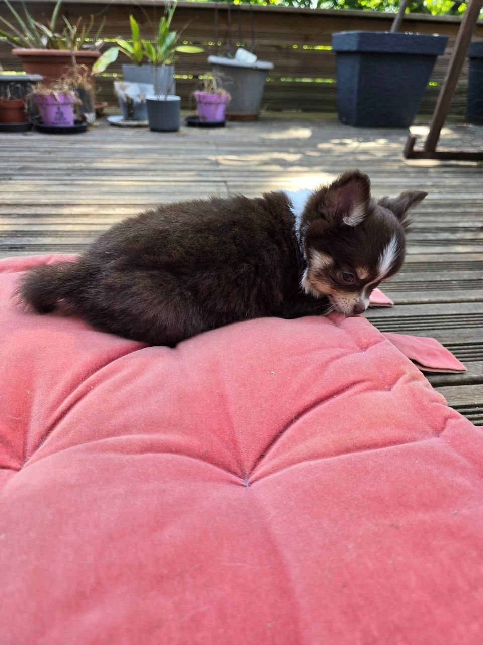 des Louveteaux De Nasca - Chiots disponibles - Chihuahua