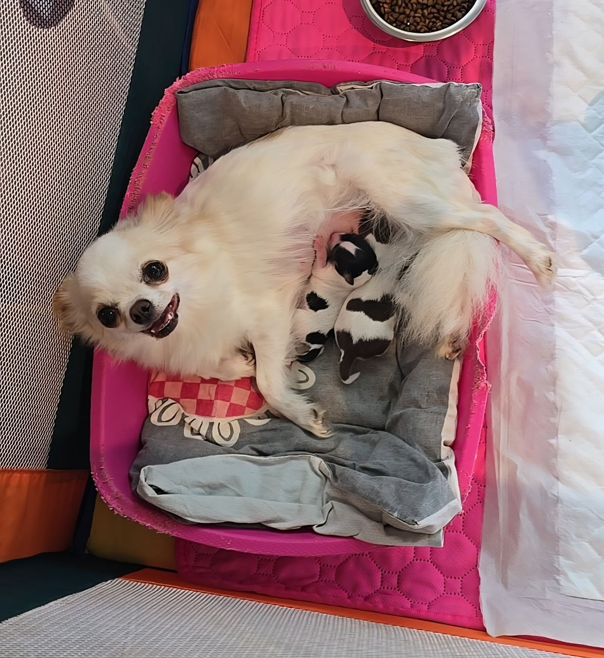 Chiot Chihuahua des Louveteaux De Nasca