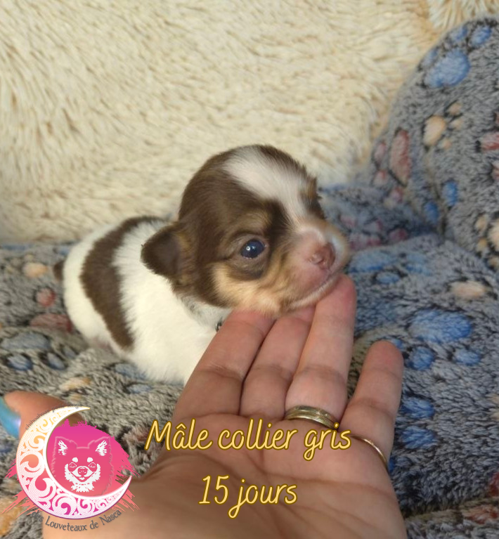 des Louveteaux De Nasca - Chiots disponibles - Chihuahua