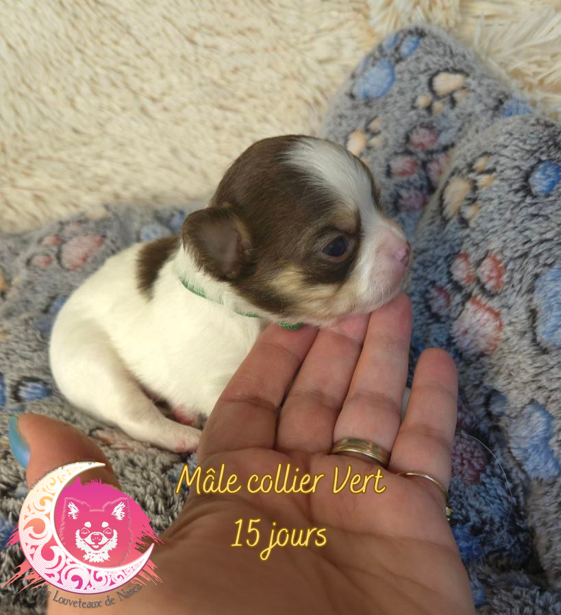 des Louveteaux De Nasca - Chiots disponibles - Chihuahua