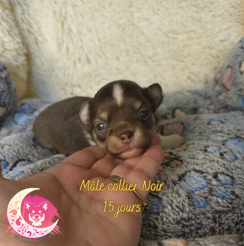 des Louveteaux De Nasca - Chiots disponibles - Chihuahua