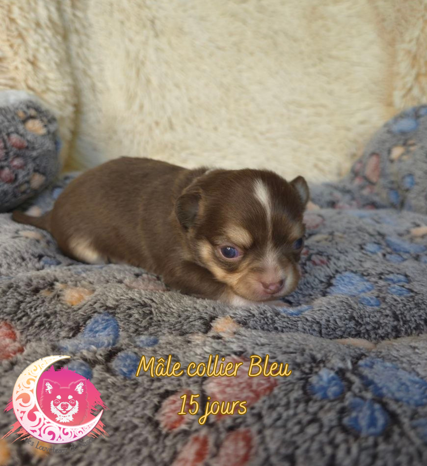 des Louveteaux De Nasca - Chiots disponibles - Chihuahua