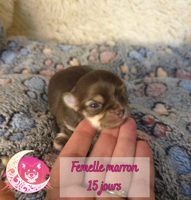des Louveteaux De Nasca - Chiots disponibles - Chihuahua