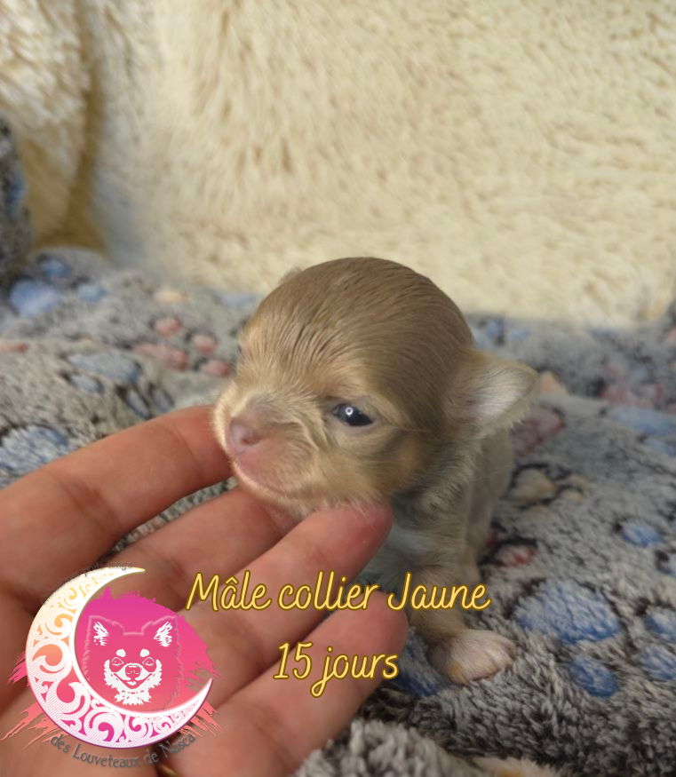 des Louveteaux De Nasca - Chiots disponibles - Chihuahua