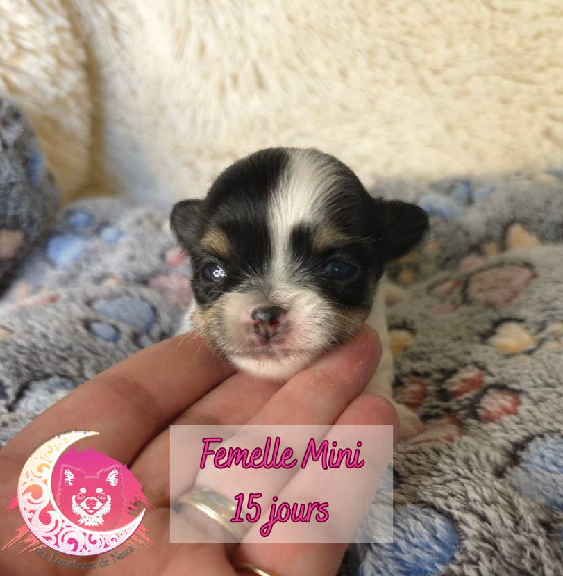 des Louveteaux De Nasca - Chiots disponibles - Chihuahua