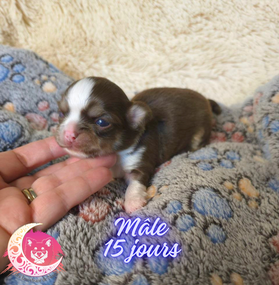 des Louveteaux De Nasca - Chiots disponibles - Chihuahua