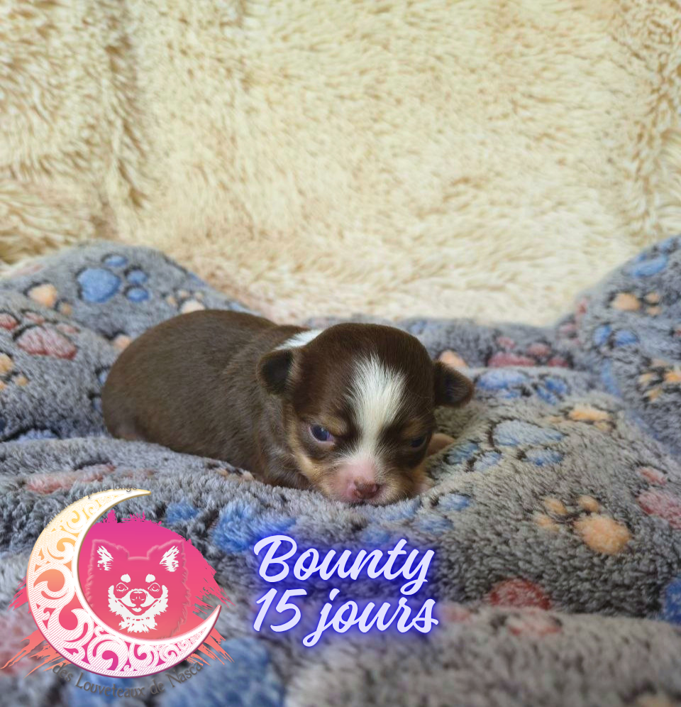 des Louveteaux De Nasca - Chiots disponibles - Chihuahua