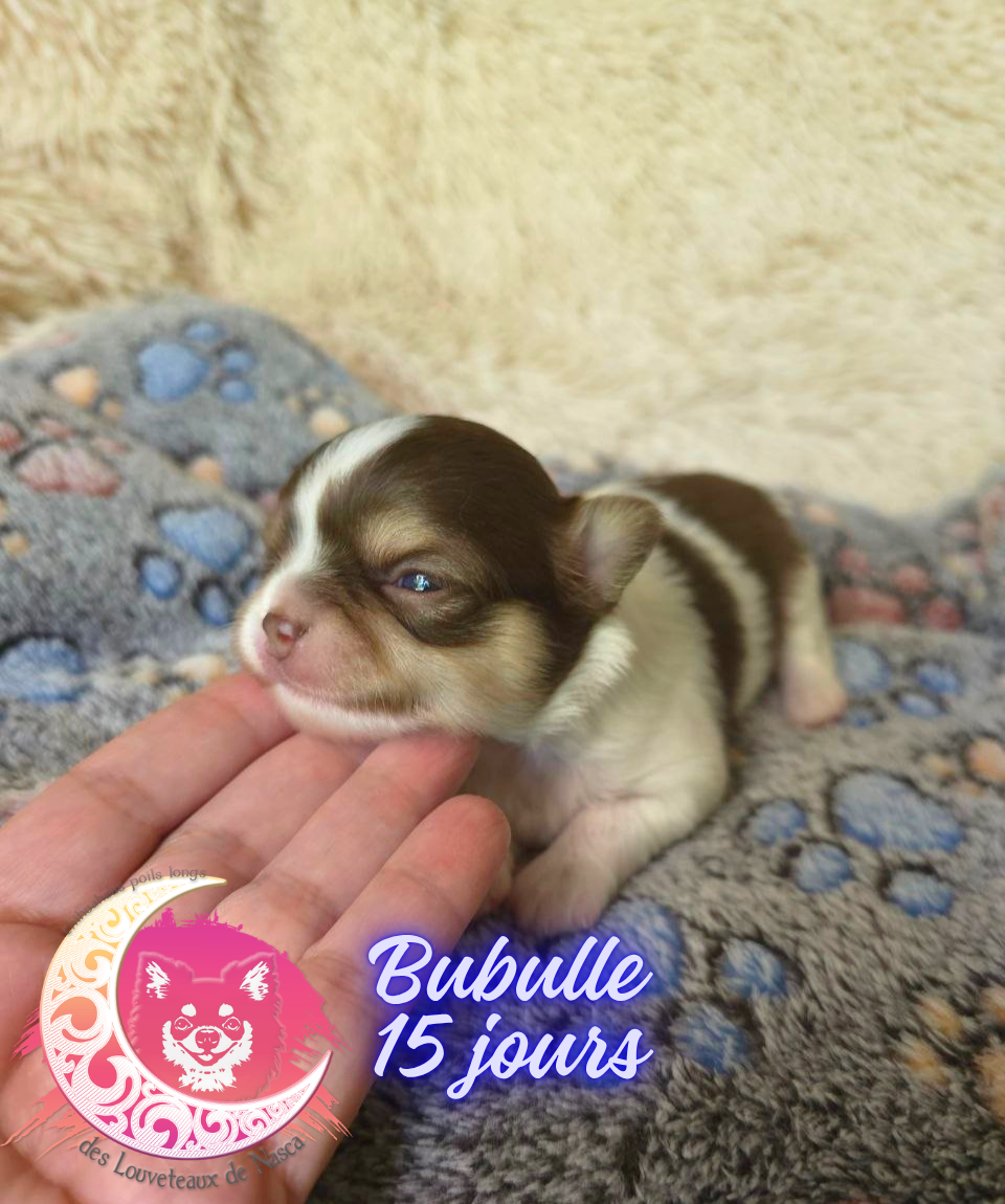des Louveteaux De Nasca - Chiots disponibles - Chihuahua