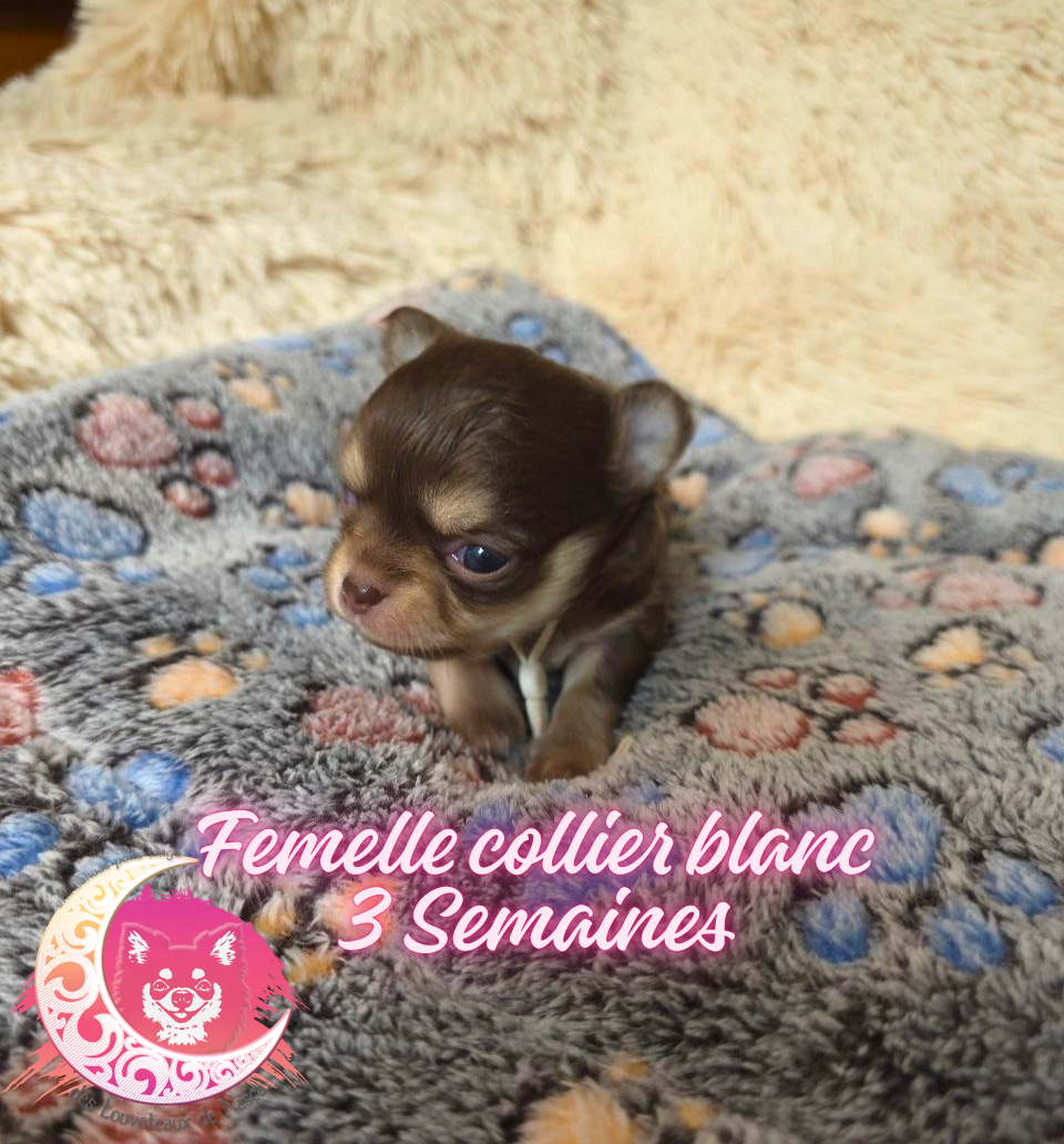 des Louveteaux De Nasca - Chiots disponibles - Chihuahua
