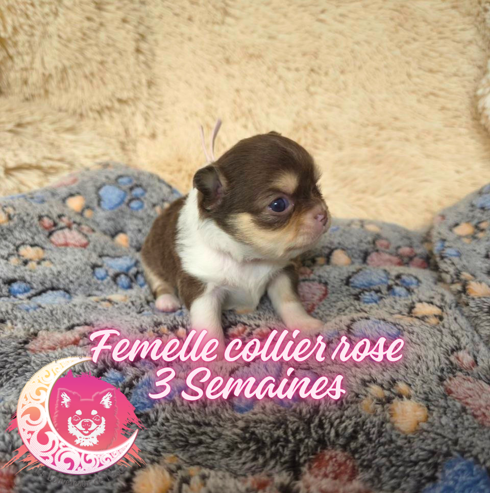 des Louveteaux De Nasca - Chiots disponibles - Chihuahua