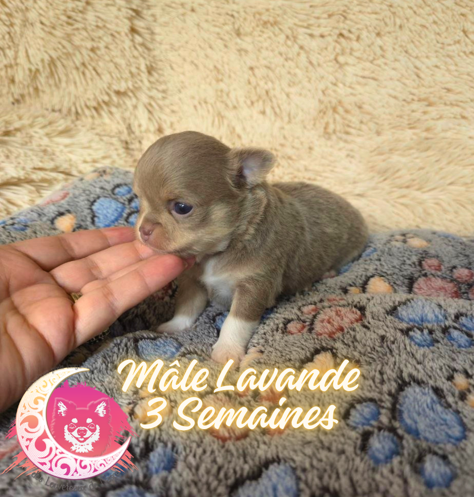 des Louveteaux De Nasca - Chiots disponibles - Chihuahua